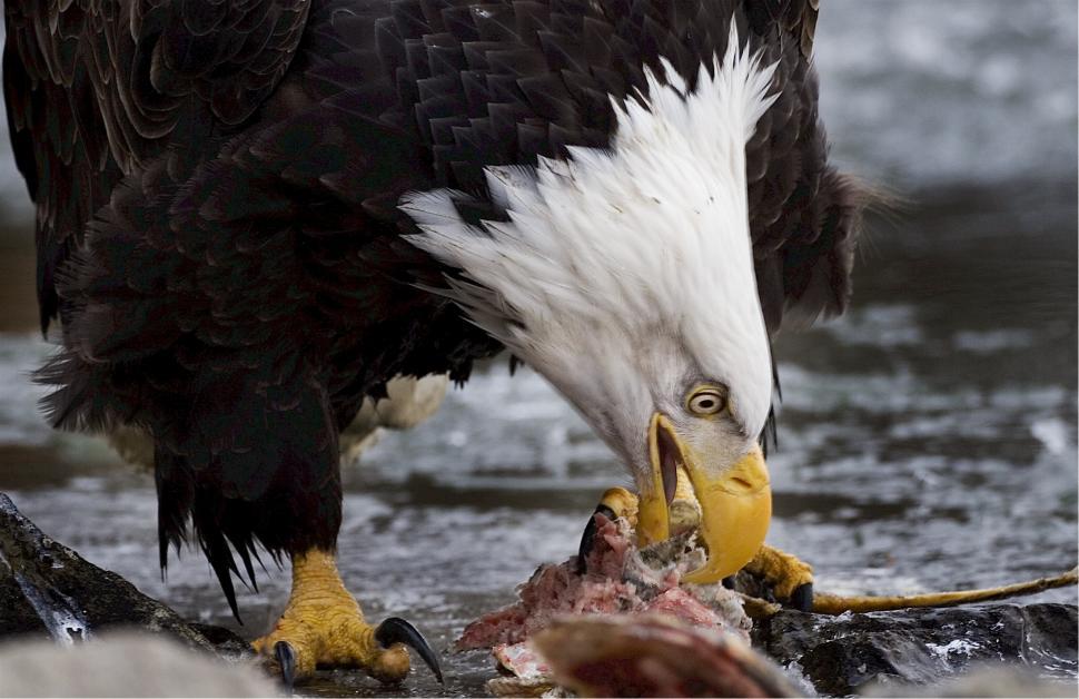 Free Image of Bald Eagle Eating Fish in Water 