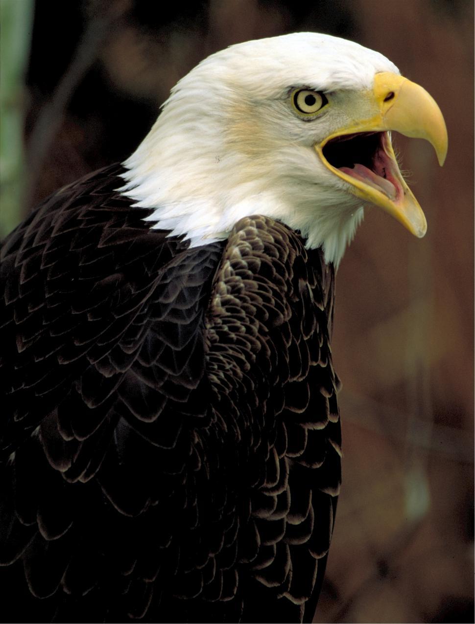 Free Image of Bald Eagle Displaying Teeth 