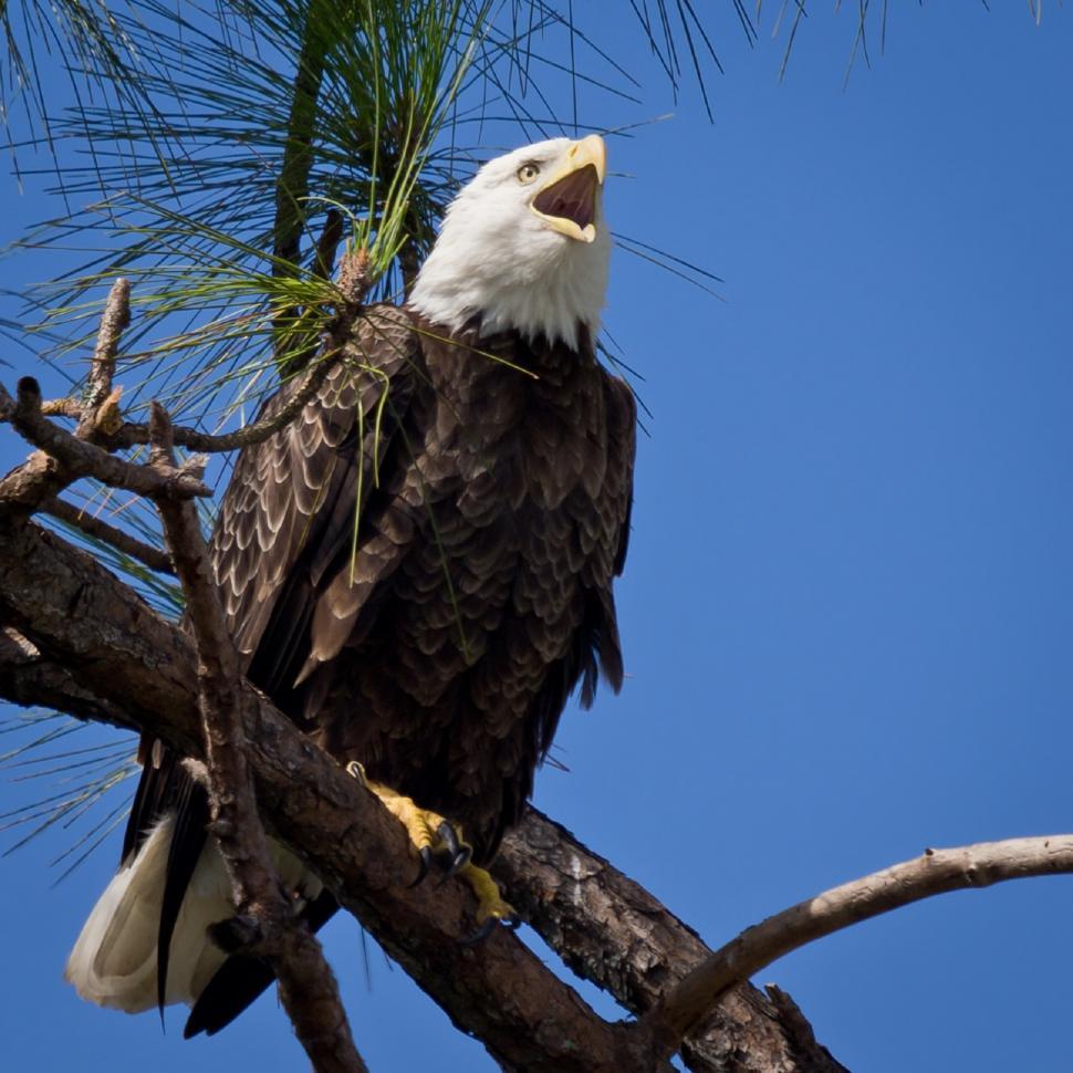 Free Image of Bald Eagle Sitting in Pine Tree 