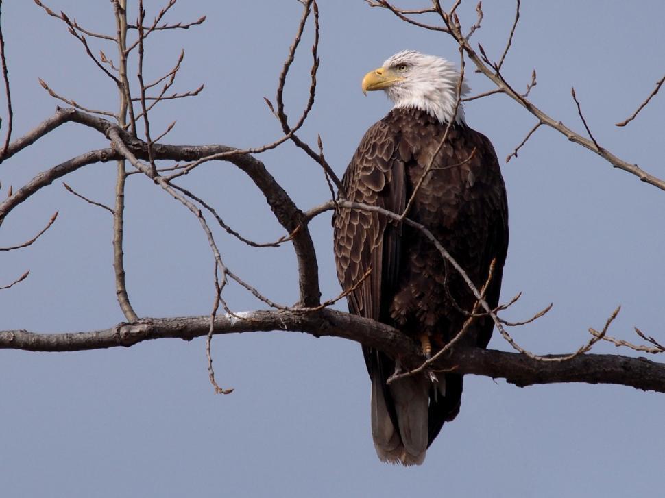 Free Image of Bald Eagle Perched on Bare Tree Branch 