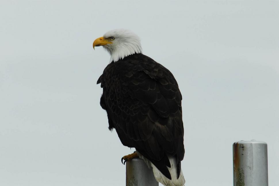 Free Image of Bald Eagle Perched on Pole 