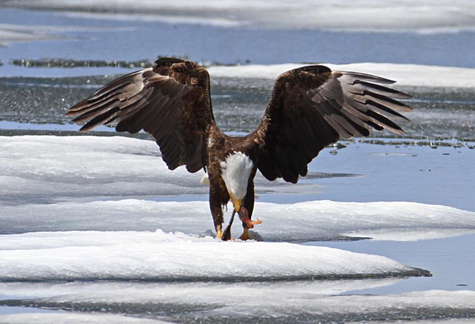 Free Image of Eagle Spreads Its Wings on Ice 