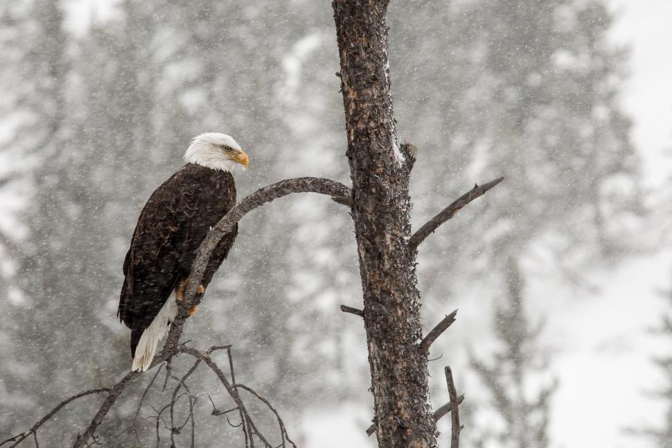 Free Image of Bald Eagle Perched on Snow-Covered Tree Branch 