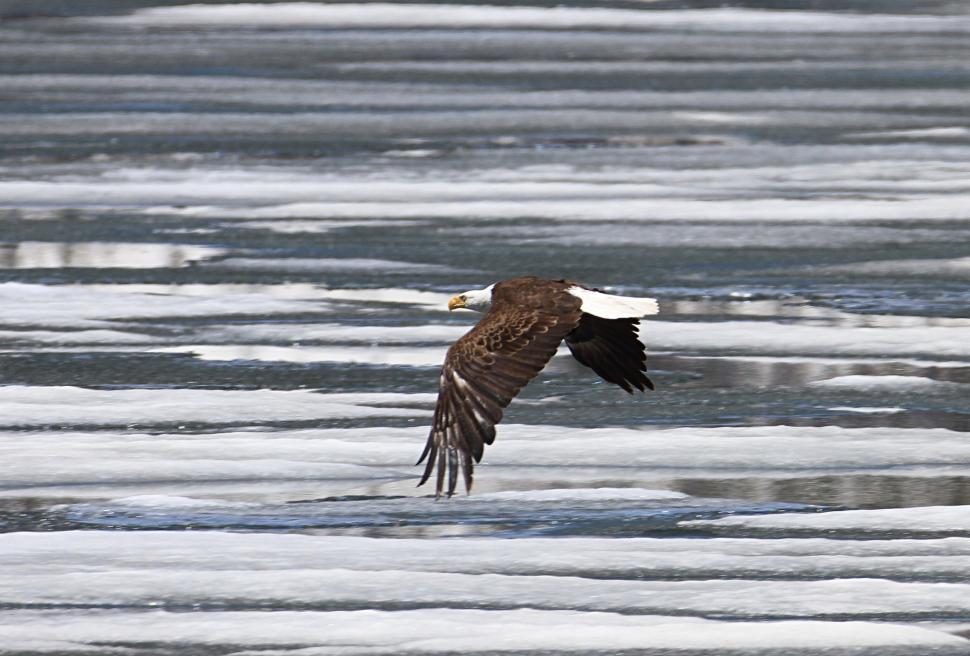 Free Image of Bird Flying Over Frozen Body of Water 