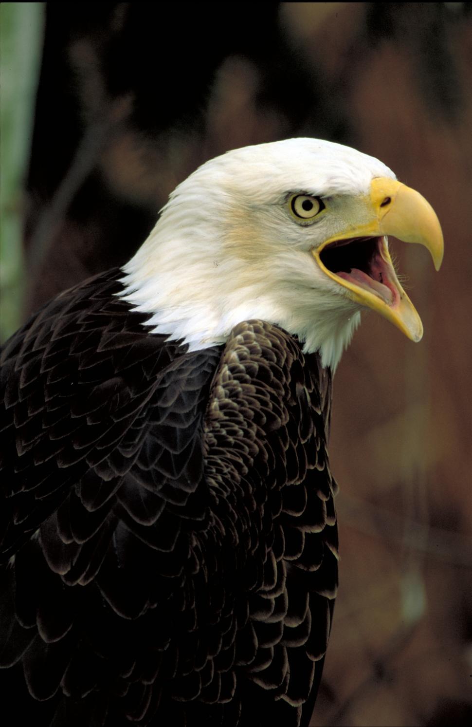 Free Image of Bald Eagle With Open Mouth and Tree in Background 