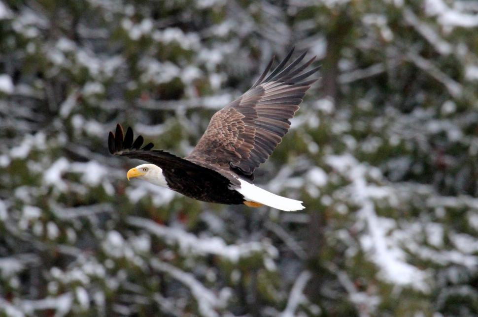 Free Image of Bald Eagle Flying Over Snow-Covered Forest 