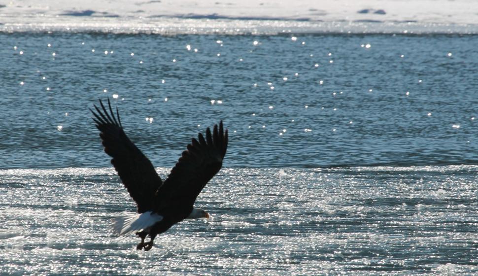 Free Image of Large Bird Flying Over Body of Water 