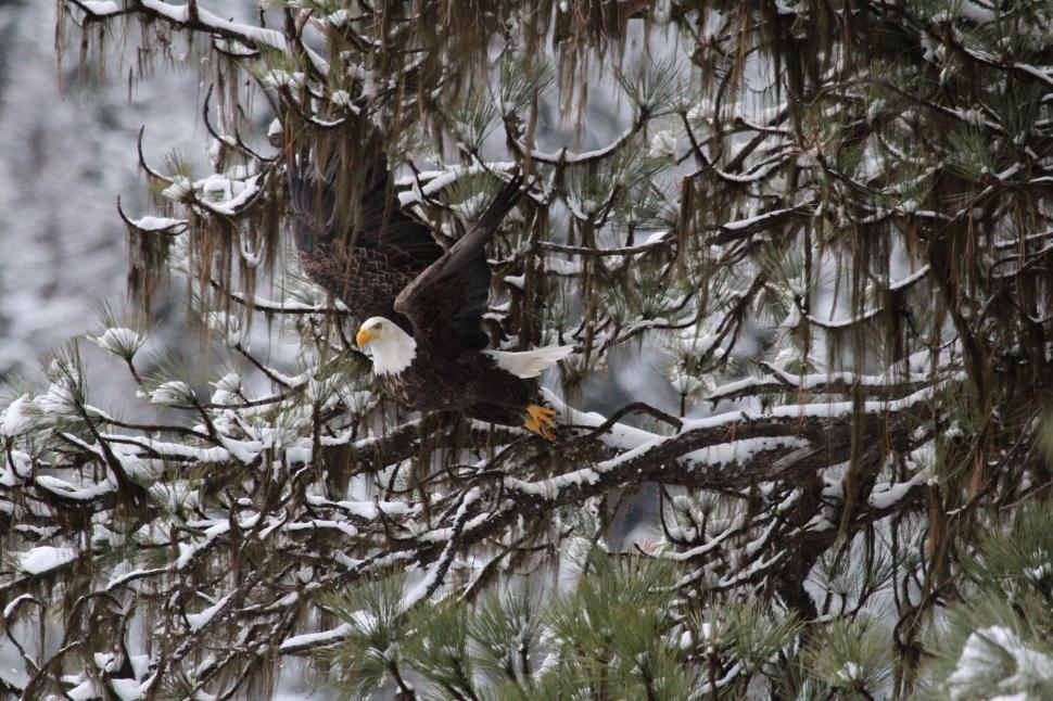 Free Image of Eagle Sitting on a Tree Branch in the Snow 