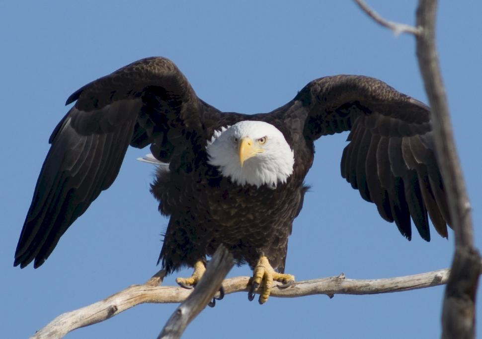 Free Image of Bald Eagle Sitting on Top of a Tree Branch 