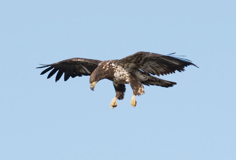 Free Image of Large Bird Flying Through Blue Sky 