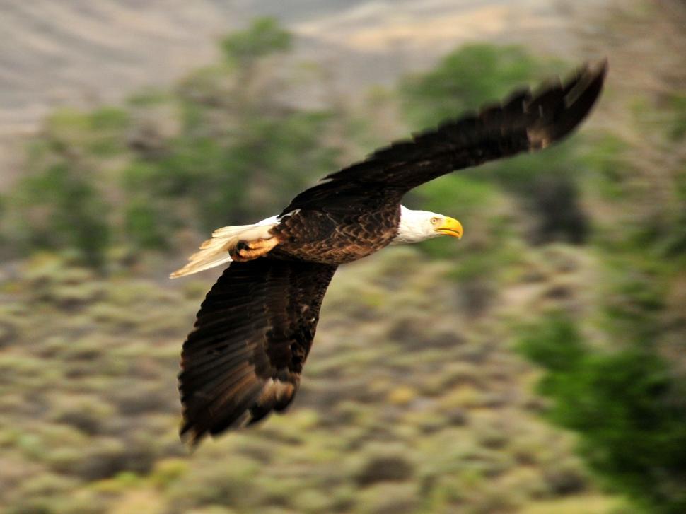Free Image of Majestic Bald Eagle Soaring Over Lush Green Field 