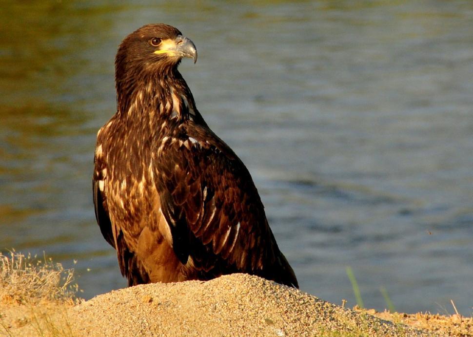 Free Image of Bird of Prey Sitting on Sand by Water 