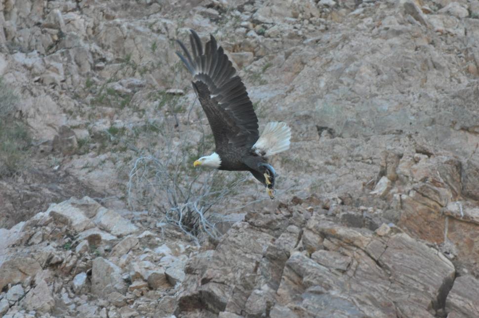 Free Image of Eagle Soaring Over Rocky Terrain 