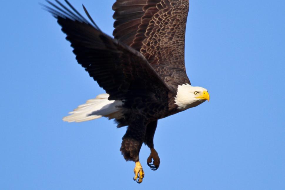 Free Image of Majestic Bald Eagle Soaring Through Blue Sky 