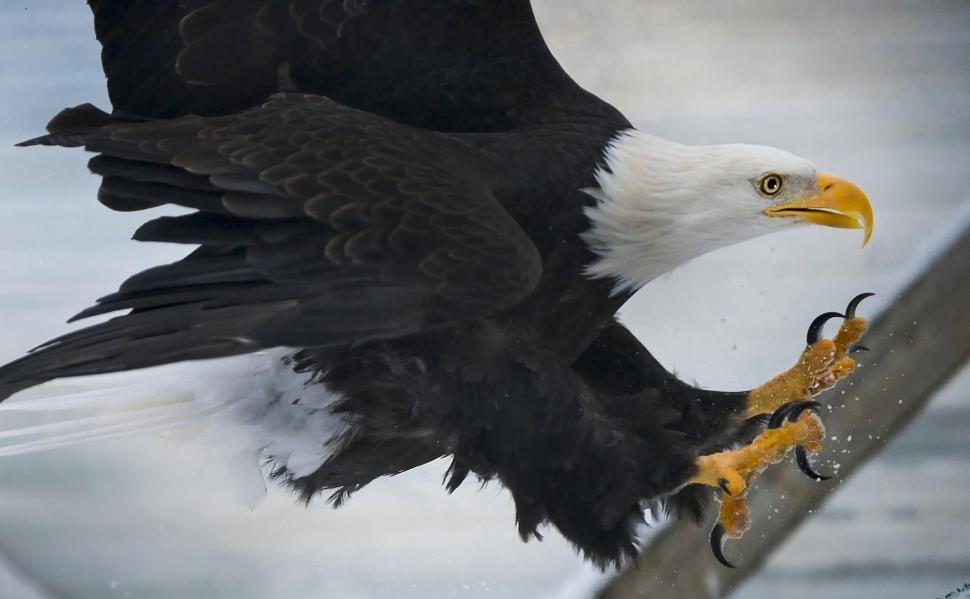Free Image of Bald Eagle Holding a Fish in Its Talon 