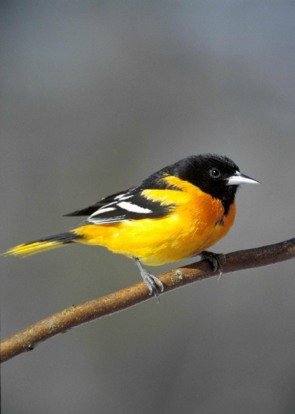 Free Image of Yellow and Black Bird Perched on Branch 