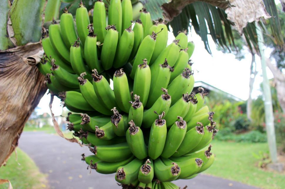 Free Image of Bunch of Green Bananas Hanging From Tree 