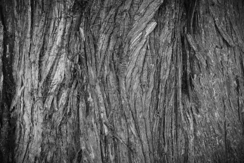 Free Image of Majestic Tree in Monochrome 
