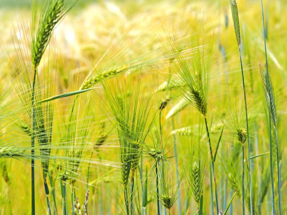 Free Image of Close-up of a Field of Green Wheat 
