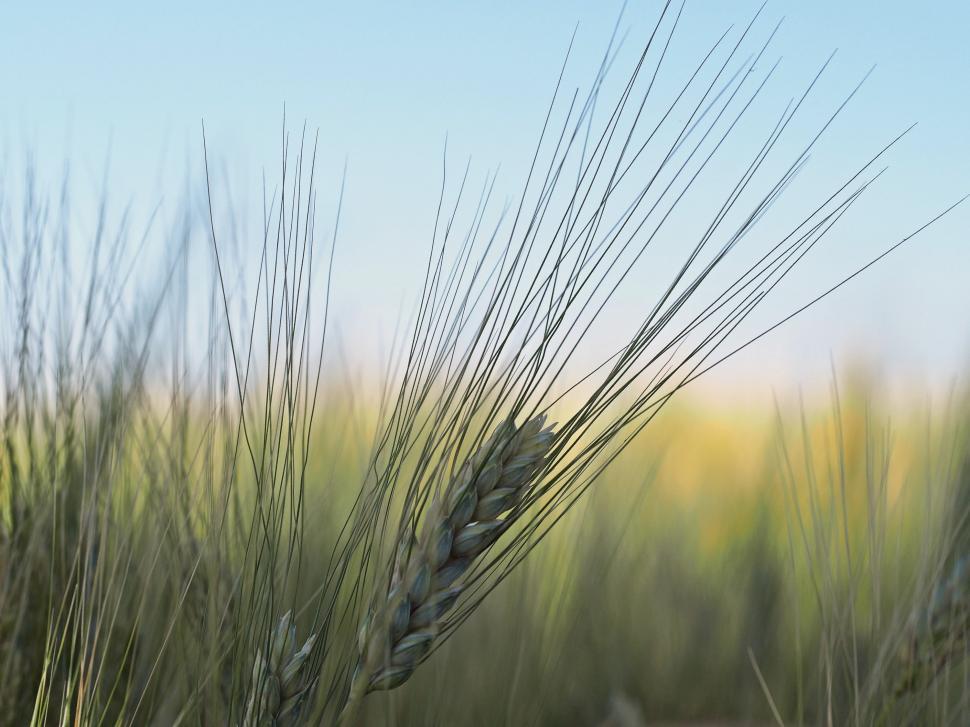 Free Image of Close Up of Wheat Field With Blue Sky 