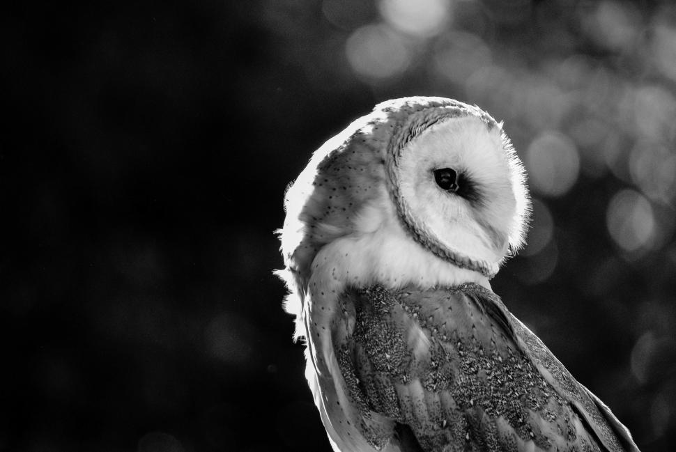 Free Image of Black and White Owl Perched on Branch 