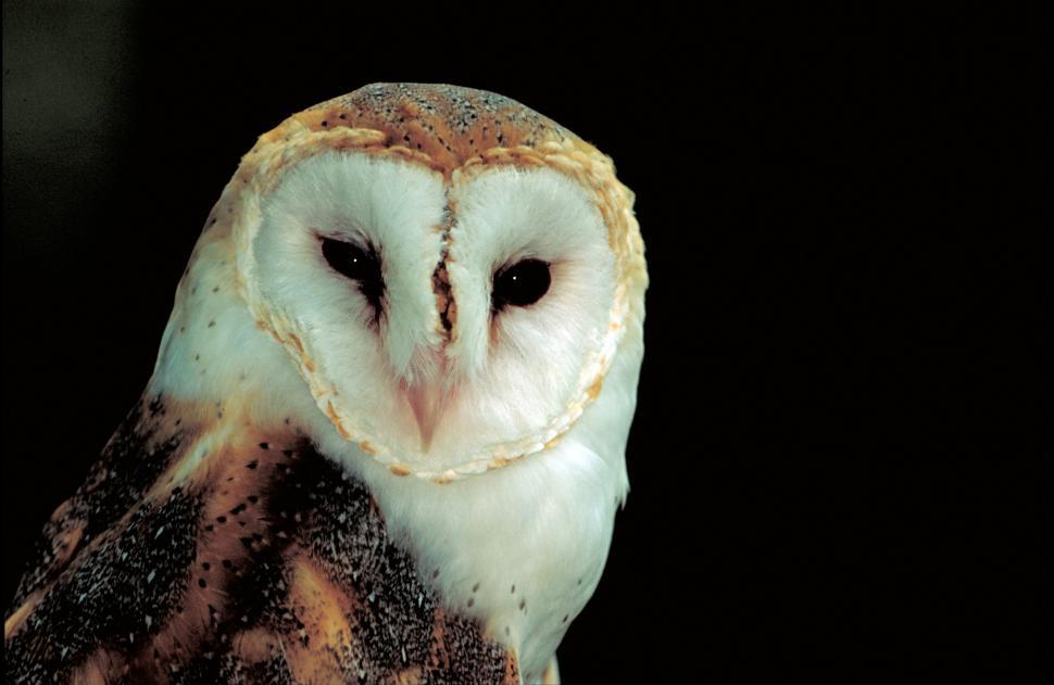 Free Image of Barn Owl Perched on Branch Against Black Background 