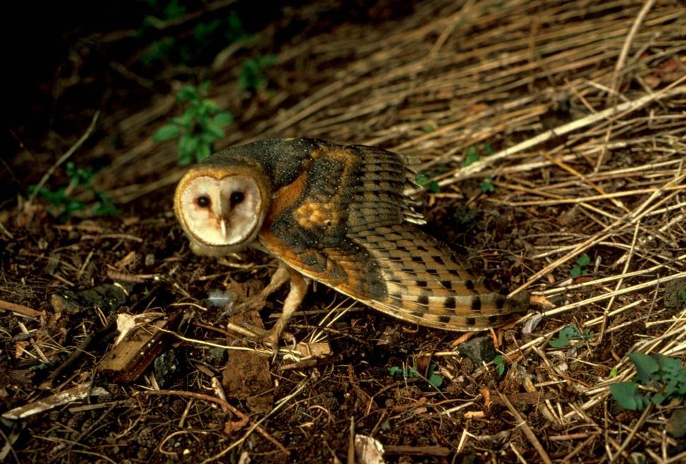 Free Image of Owl Sitting on Ground in Dirt 