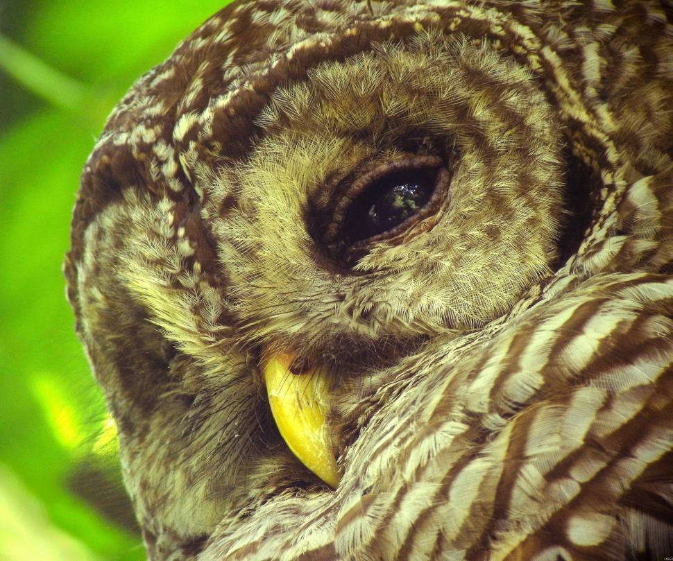 Free Image of Owl Holding Banana in Mouth 