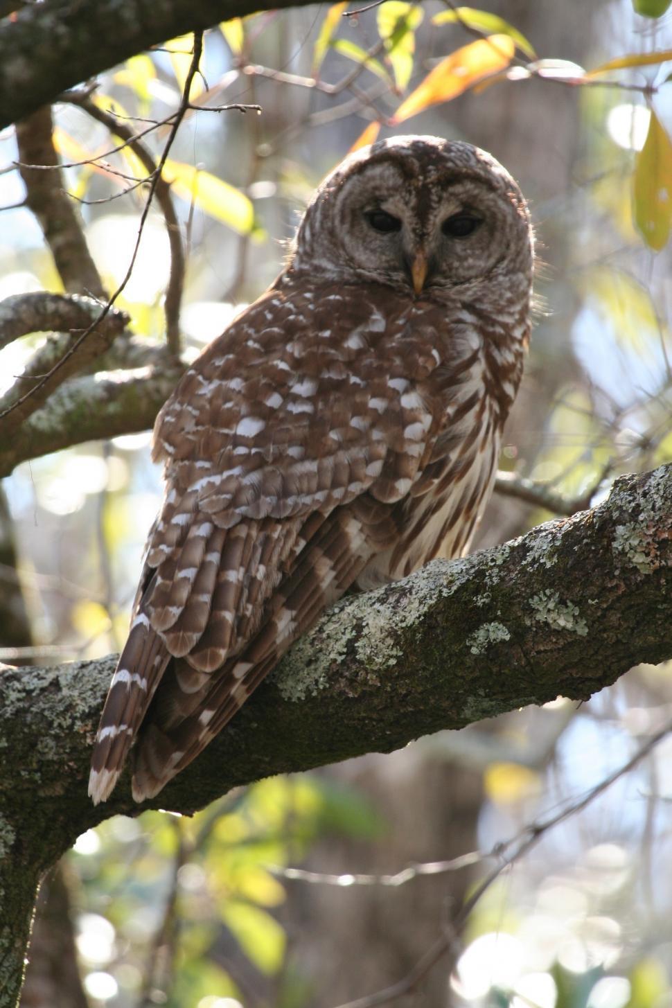 Free Image of Owl Perched on Tree Branch 