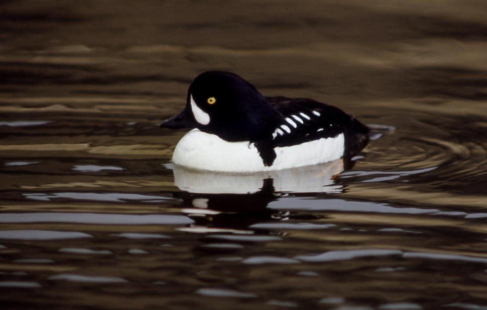 Free Image of Black and White Bird Floating on Top of Water 