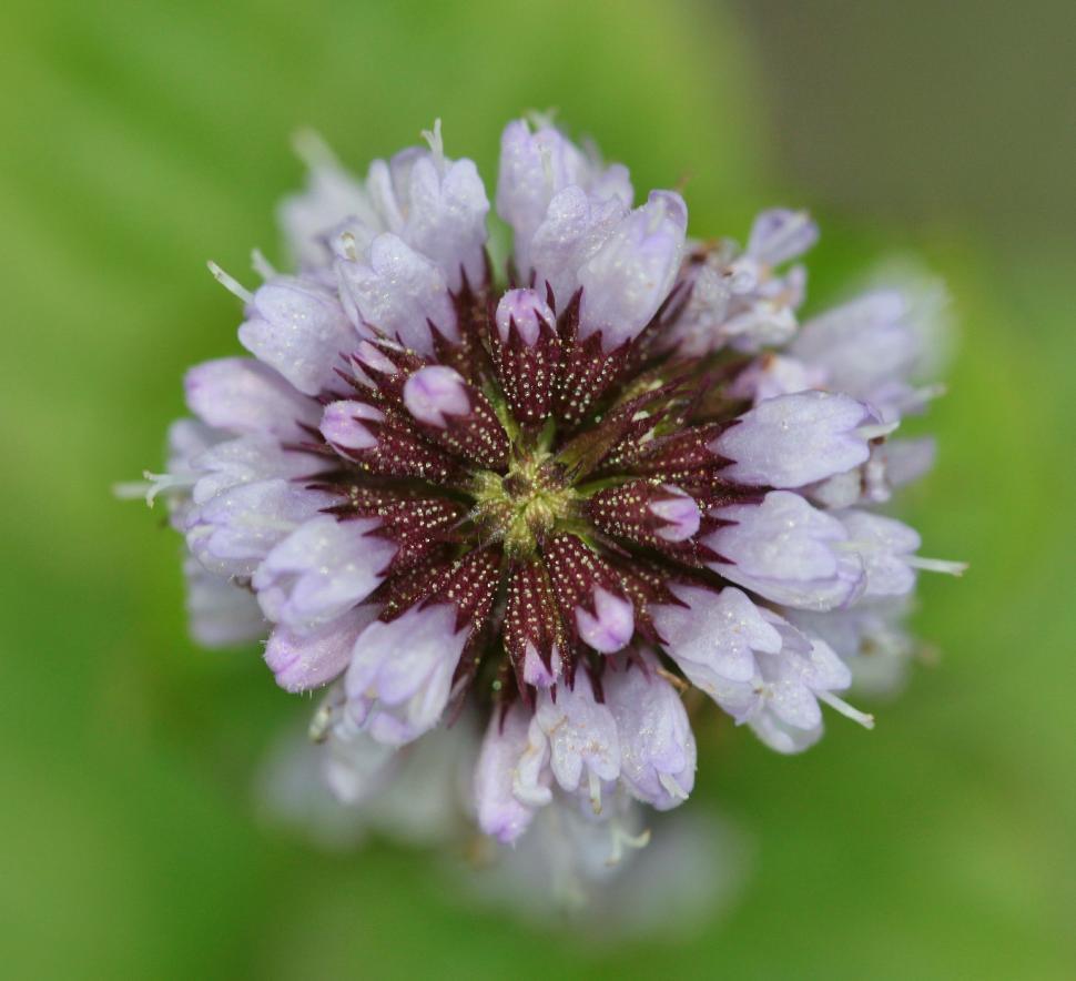 Free Image of Close Up of a Flower on Green Background 