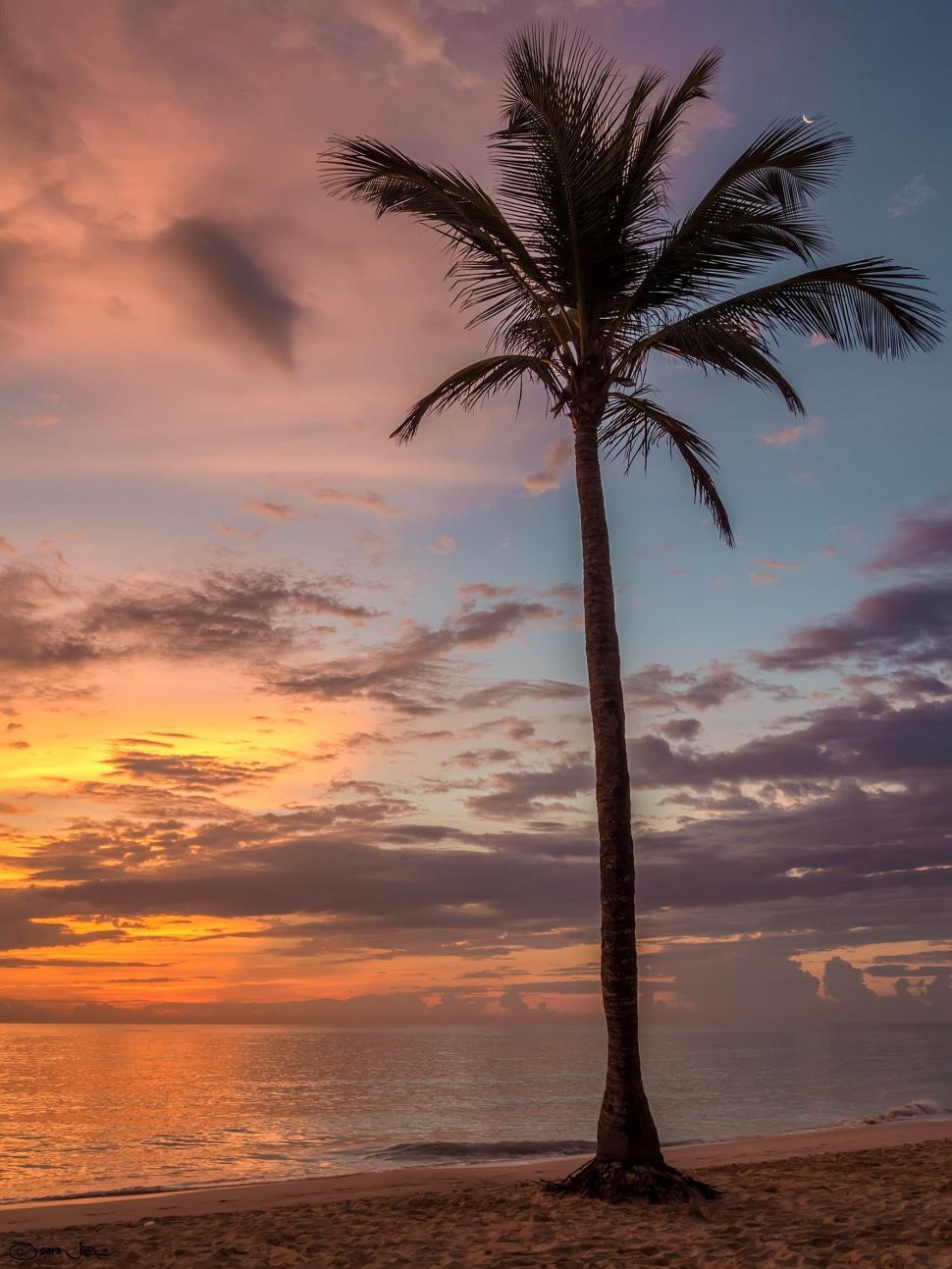 Free Image of Palm Tree Silhouette on Beach at Sunset 