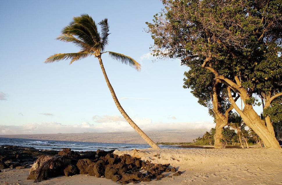 Free Image of Leaning Palm Tree on Beach 
