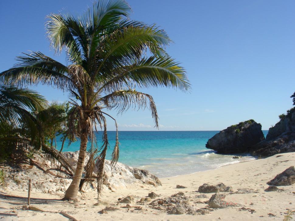 Free Image of Palm Tree on a Beach With Blue Water 