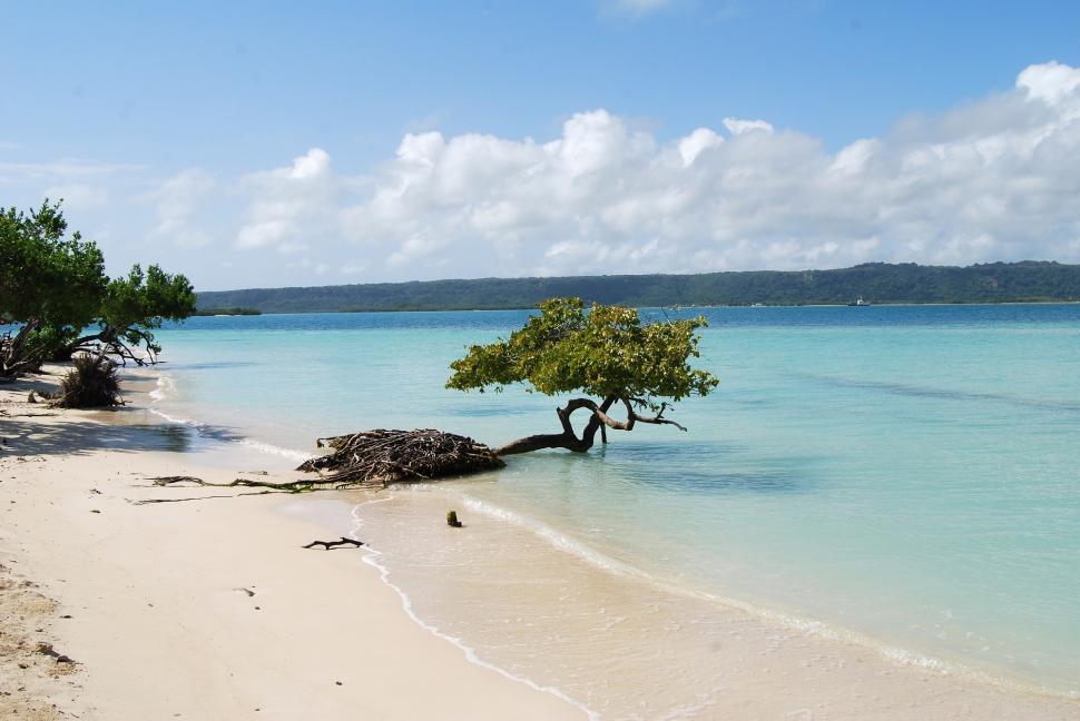 Free Image of A Tree Standing in the Middle of a Beach 