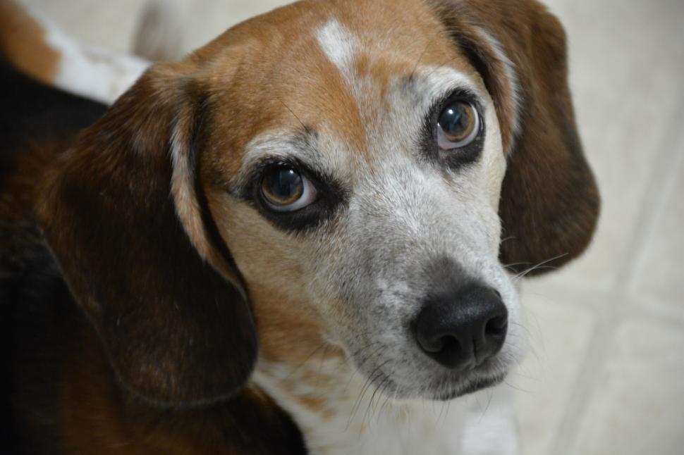 Free Image of Brown and White Dog Looking at the Camera 