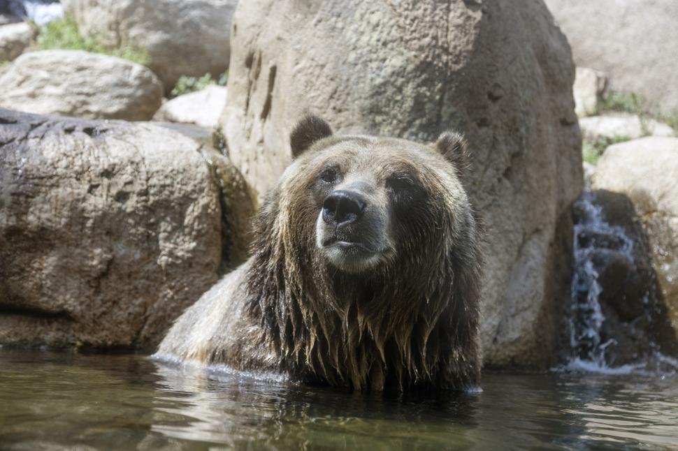 Free Image of Grizzly Bear Swimming in Water 