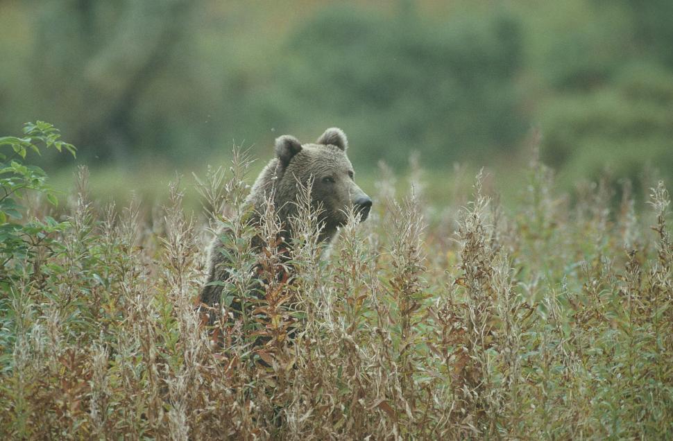 Free Image of Brown Bear Standing in Field of Tall Grass 
