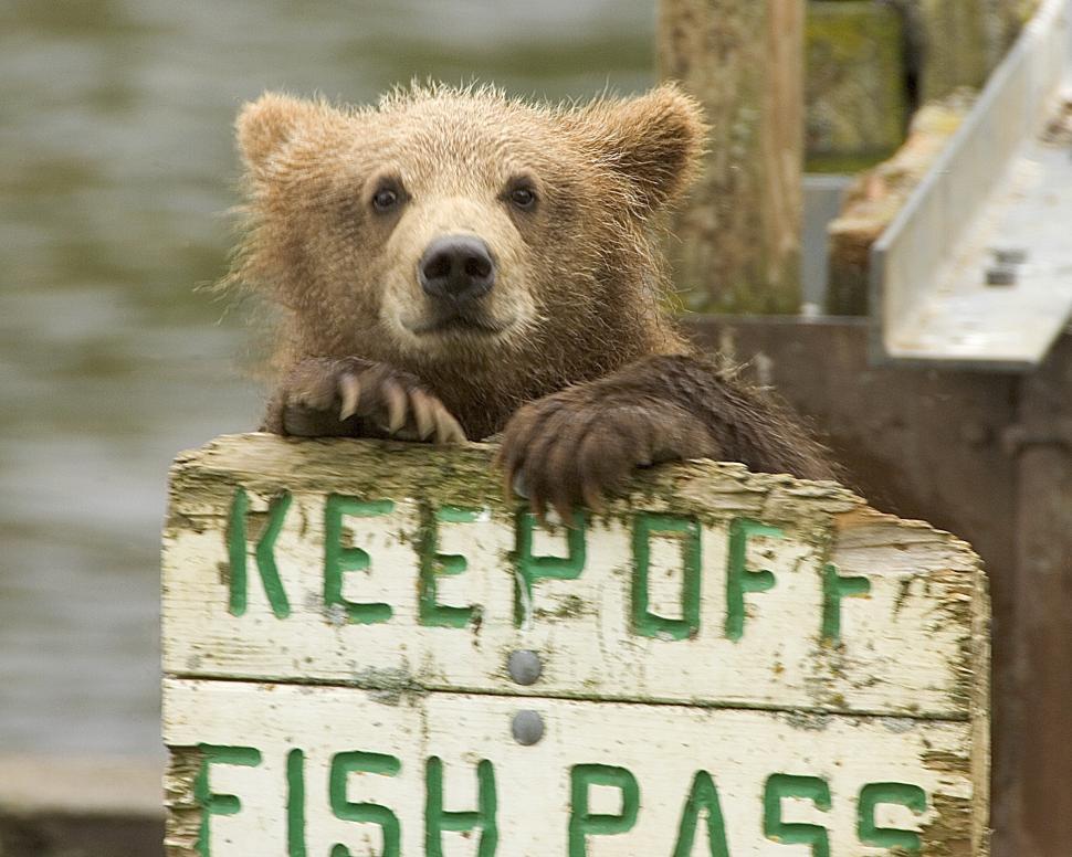 Free Image of Bear Sitting on Sign 