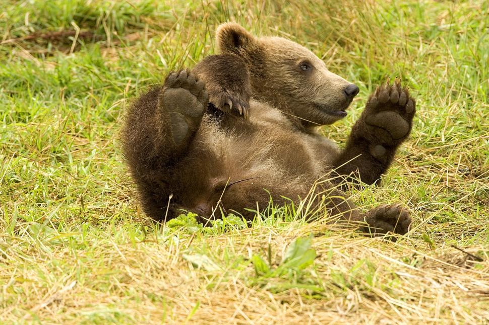 Free Image of Brown Bear Sitting in Grass Field 
