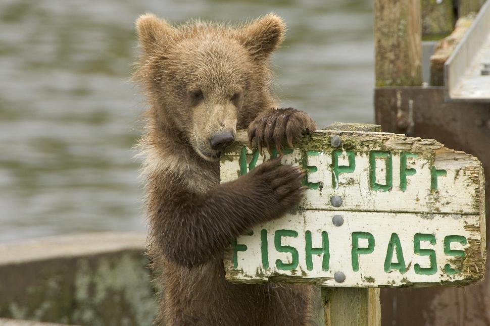 Free Image of Bear Standing on Sign 