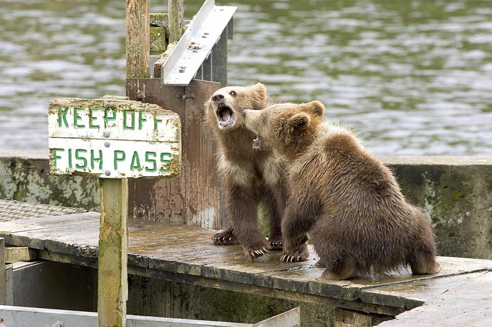 Free Image of Two Brown Bears Standing on Dock Next to Sign 