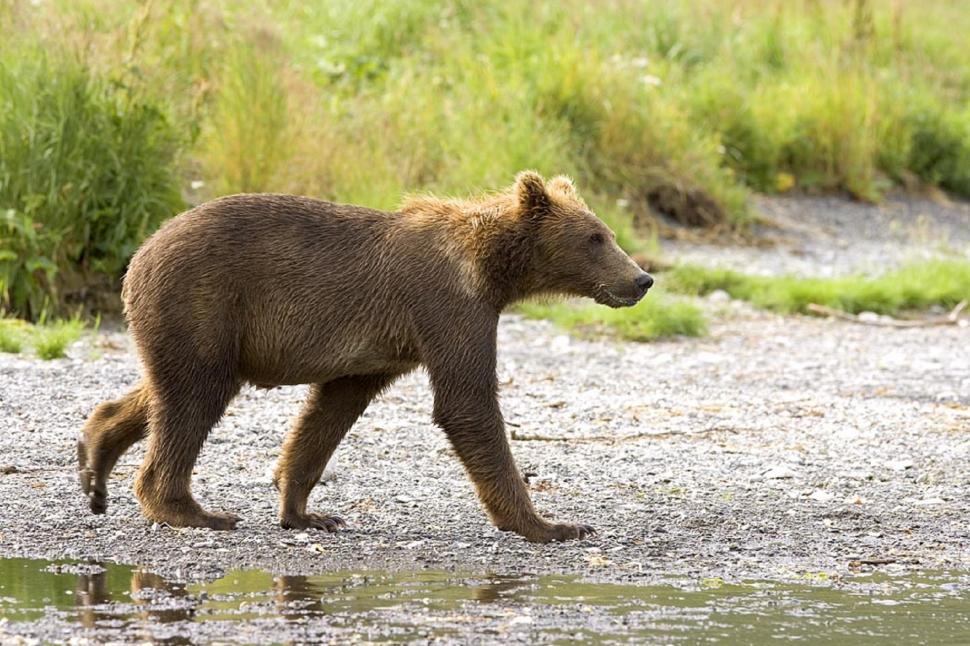 Free Image of Brown Bear Walking Across River Next to Forest 