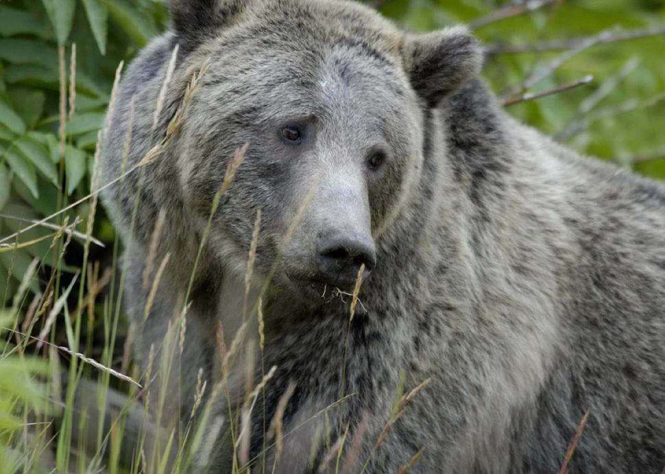 Free Image of A Grizzly Bear Standing in Tall Grass 