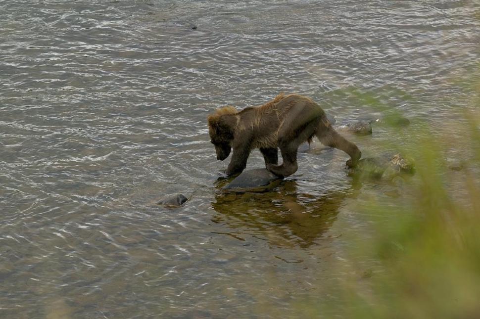 Free Image of Monkey Walking Across a Body of Water 