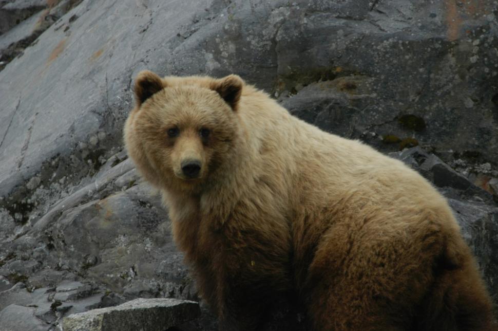 Free Image of Large Brown Bear Standing on Top of Rocky Hillside 
