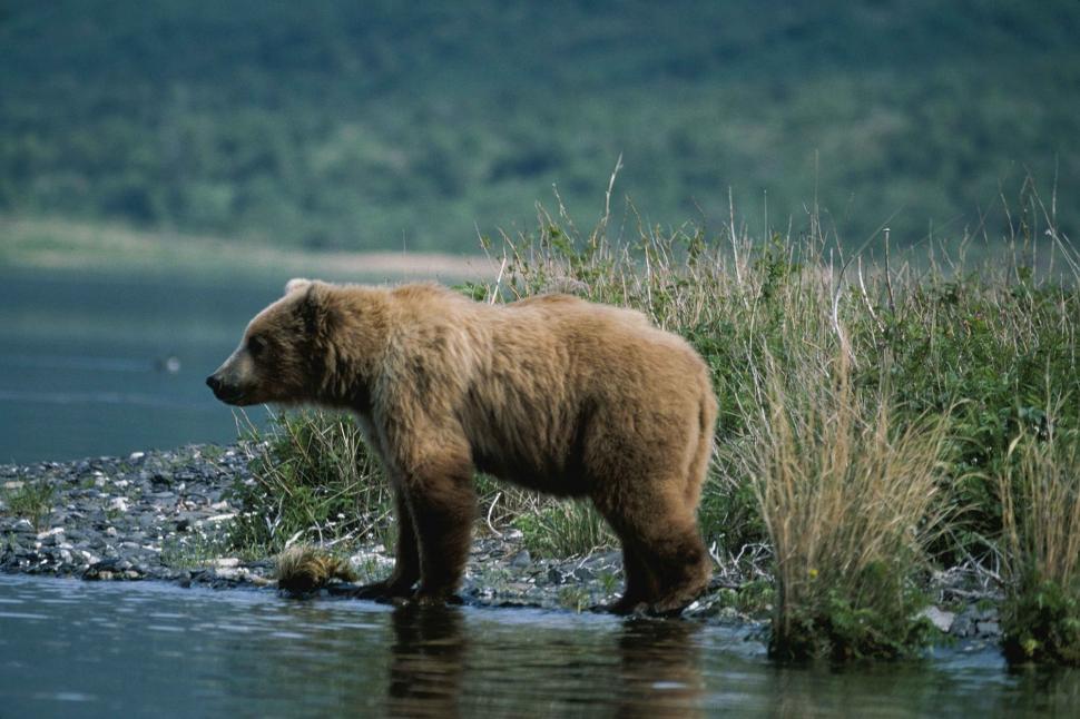 Free Image of Brown Bear Standing in Body of Water 