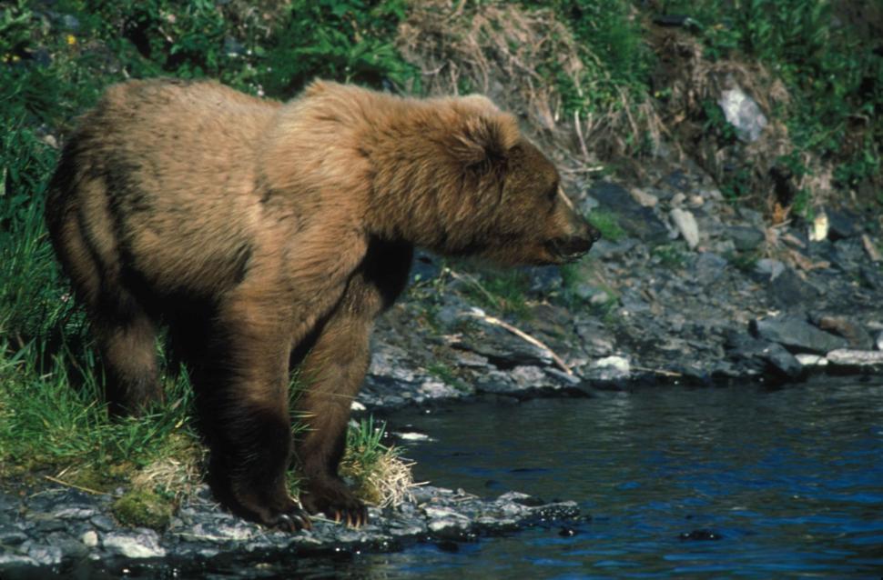 Free Image of Brown Bear Standing on Rock by Water 