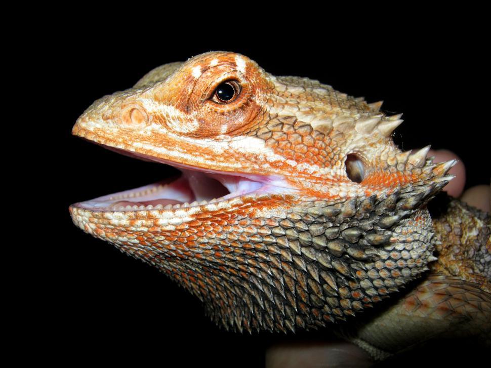 Free Image of Close Up of a Lizard With Its Mouth Open 