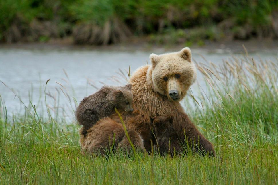 Free Image of Two Bears Sitting in the Grass 